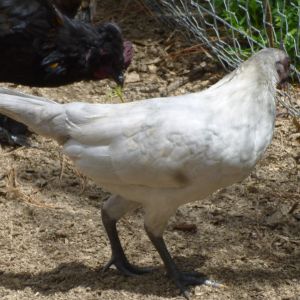 Bantams 2015
