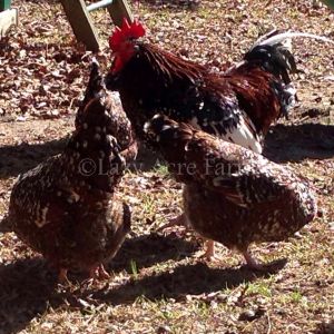 Lazy Acre Farm