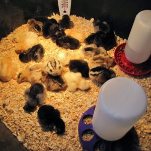 Our first chickens!