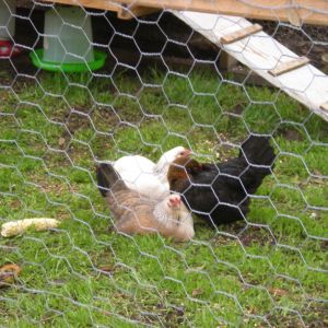 Love being a chicken momma!