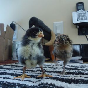 Chicks