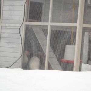 Our Chicken Coop