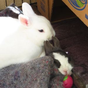BBB - Brooders, Babies, Bunnies
