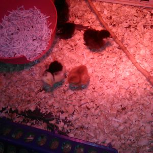 Baby chickens 2015