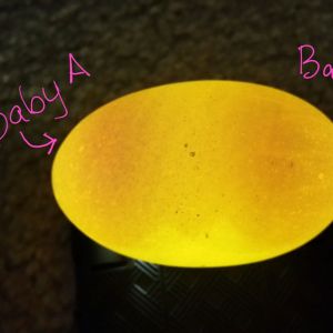 Double Yolk Hatch