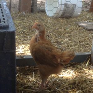 Dark Cornish (Mamacita) - Chicks fledged and moved.