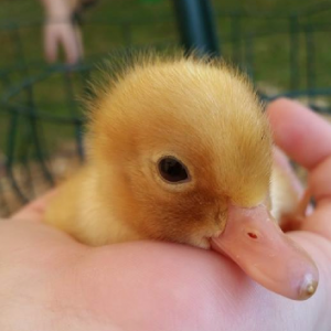 My Chickens