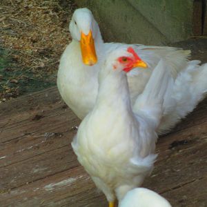 Kentskorner - Chickens