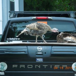 Shaggy's Heritage Turkeys