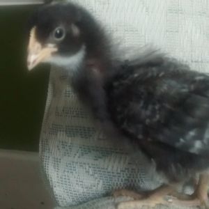 my barred rock pullet chick