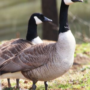 Gaggle of Geese