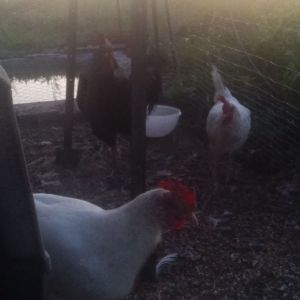 my chickens