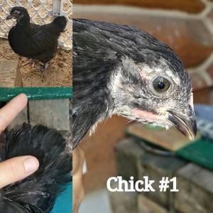 My Chicks 2015