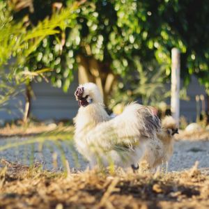 My Silkie Rooster