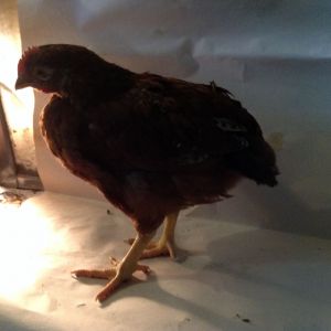 Pullets or cockerels