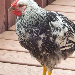 Chickens