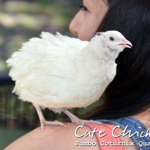 Texas A&M Jumbo Coturnix Quail