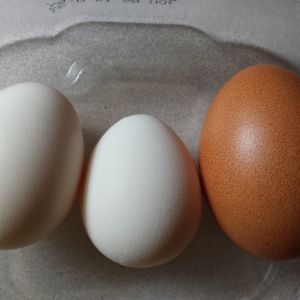 New chicks 2015