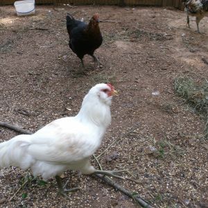 Our Chikinz