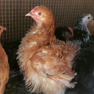 Bantam Cochin Frizzles