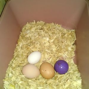 My coop