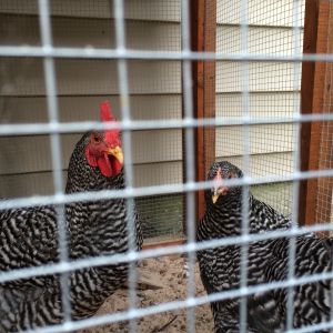 18 Weeks rooster or hen