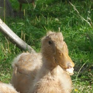 Our ducks