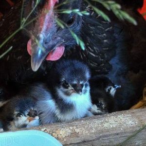 Iowa Blue Hen and Chicks
