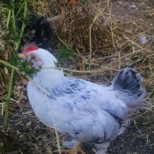 Unidentified Chick