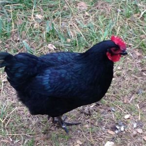 Chickens