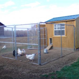 The chickens' house and yard