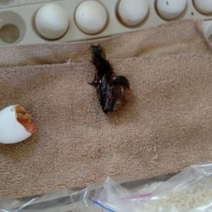 Incubating & Hatching