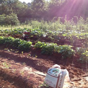 Gardening, plants, orchard & composting