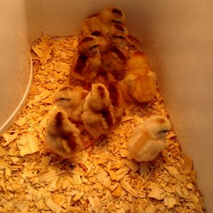 Pick up chicks