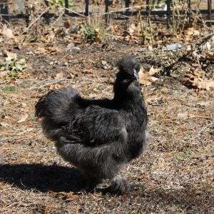 Mixed Flock