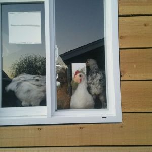 My Chicken Palace