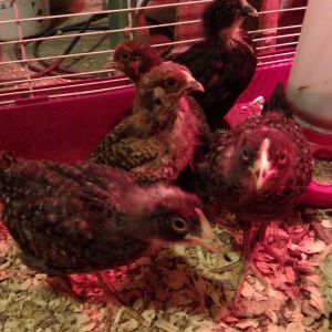 My 20 day old chicks from Ideal Hatchery!