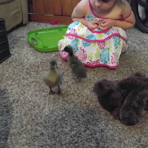 Duckling