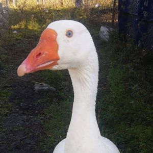 My Goose
