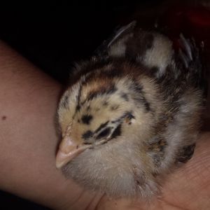 Girls at 2 1/2 weeks