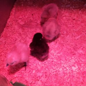 My new silkies