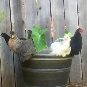 The tipsy chicken ladies club