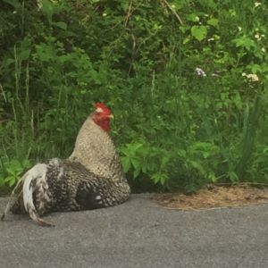 Why did the Rooster cross the road????   To sit on the other side