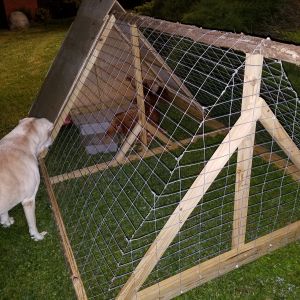 Rabbit Coop