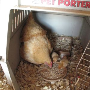 Goldie'sChicks