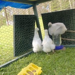 my birds