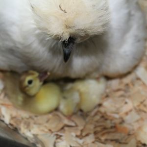 Silkie with ducklings