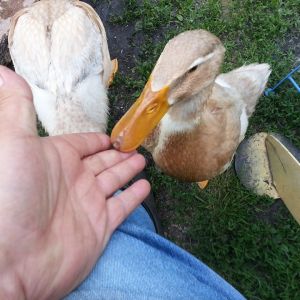 Gayle's Saxony Ducks
