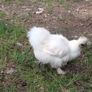 My furried,feathered family