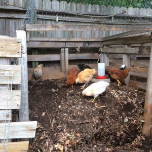 Composting with chickens